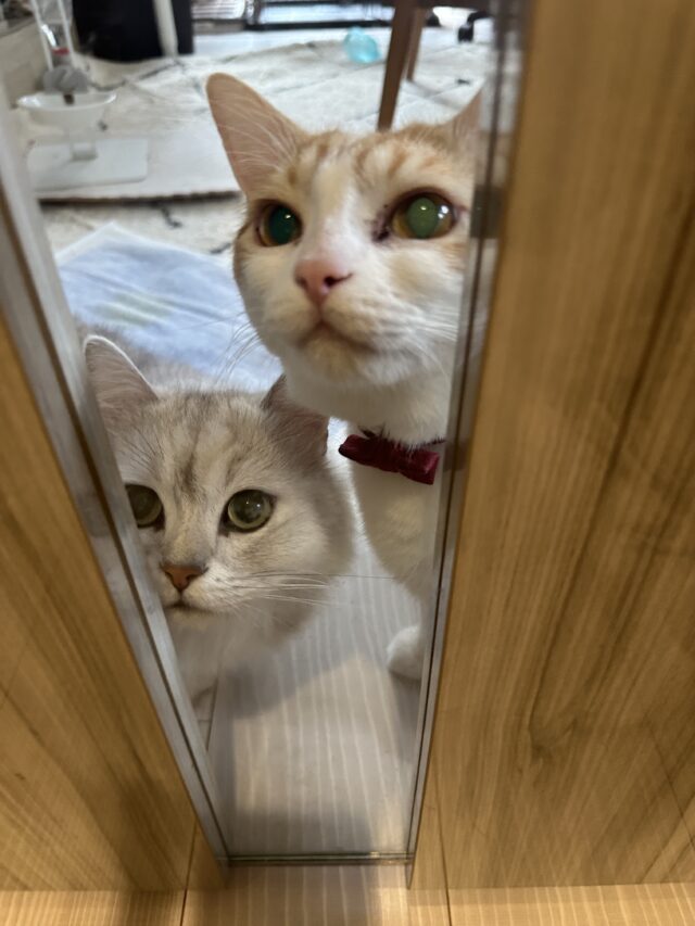 お値段も高くなく、お値段以上に満足してます